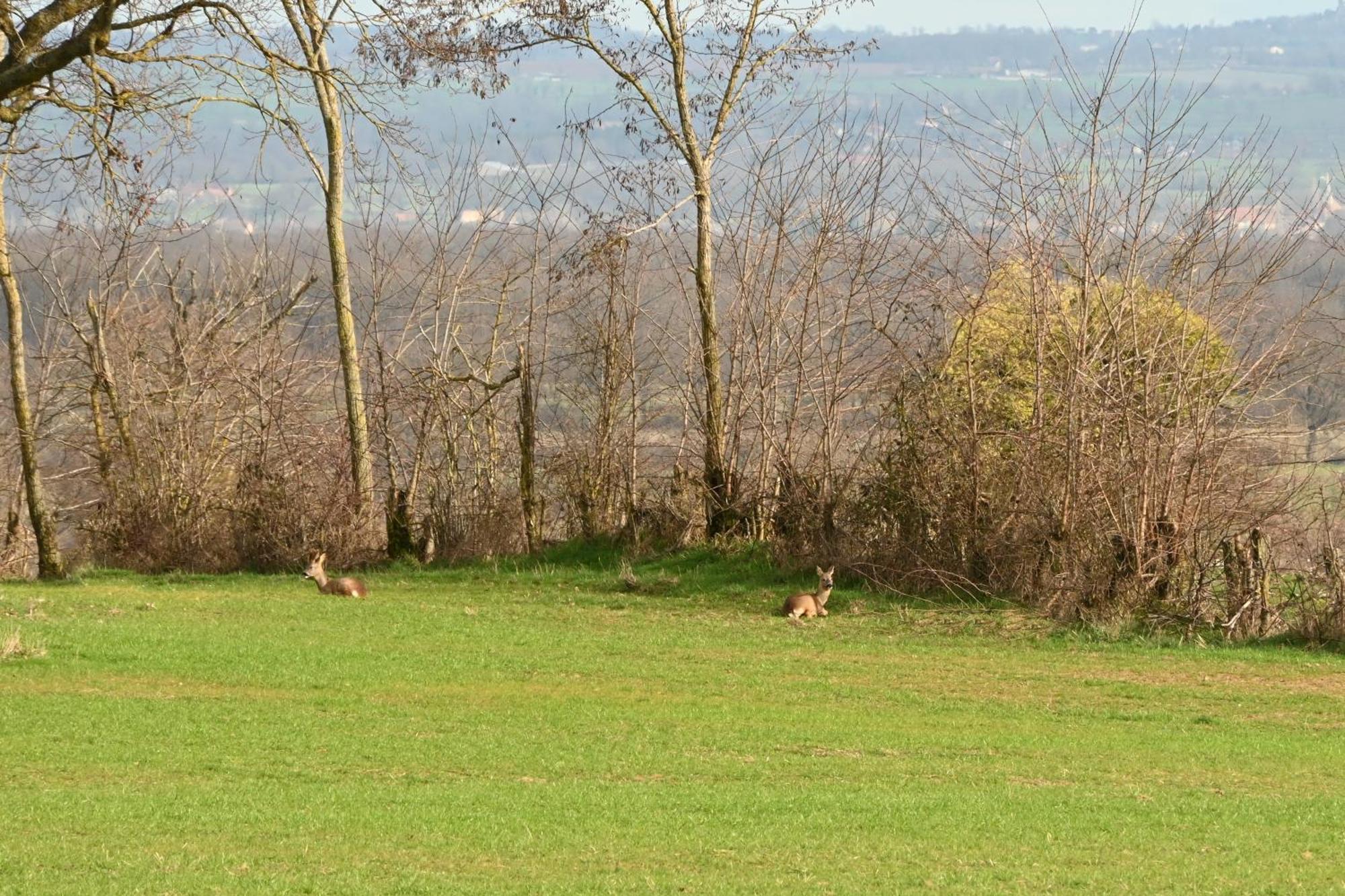 Aux 3 Forets Bizeneuille Eksteriør billede